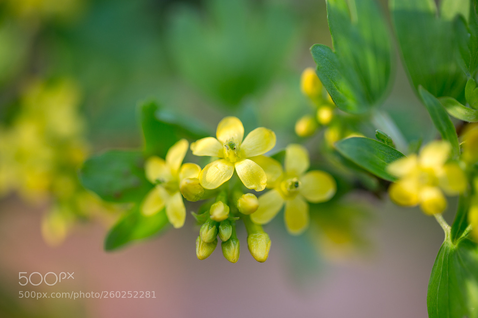 Canon EOS 6D sample photo. Beauty spring photography