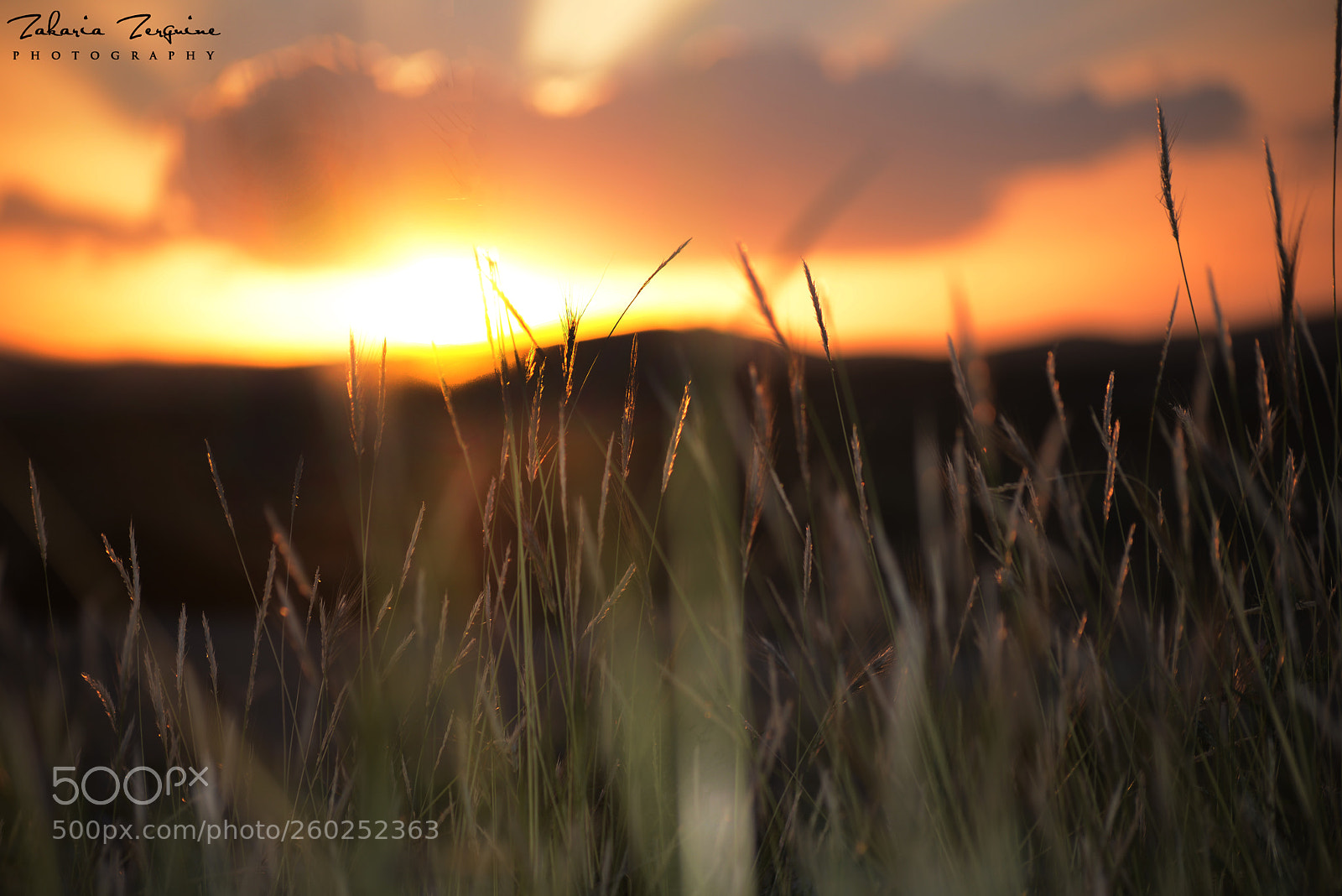 Nikon D800E sample photo. Contre joure photography