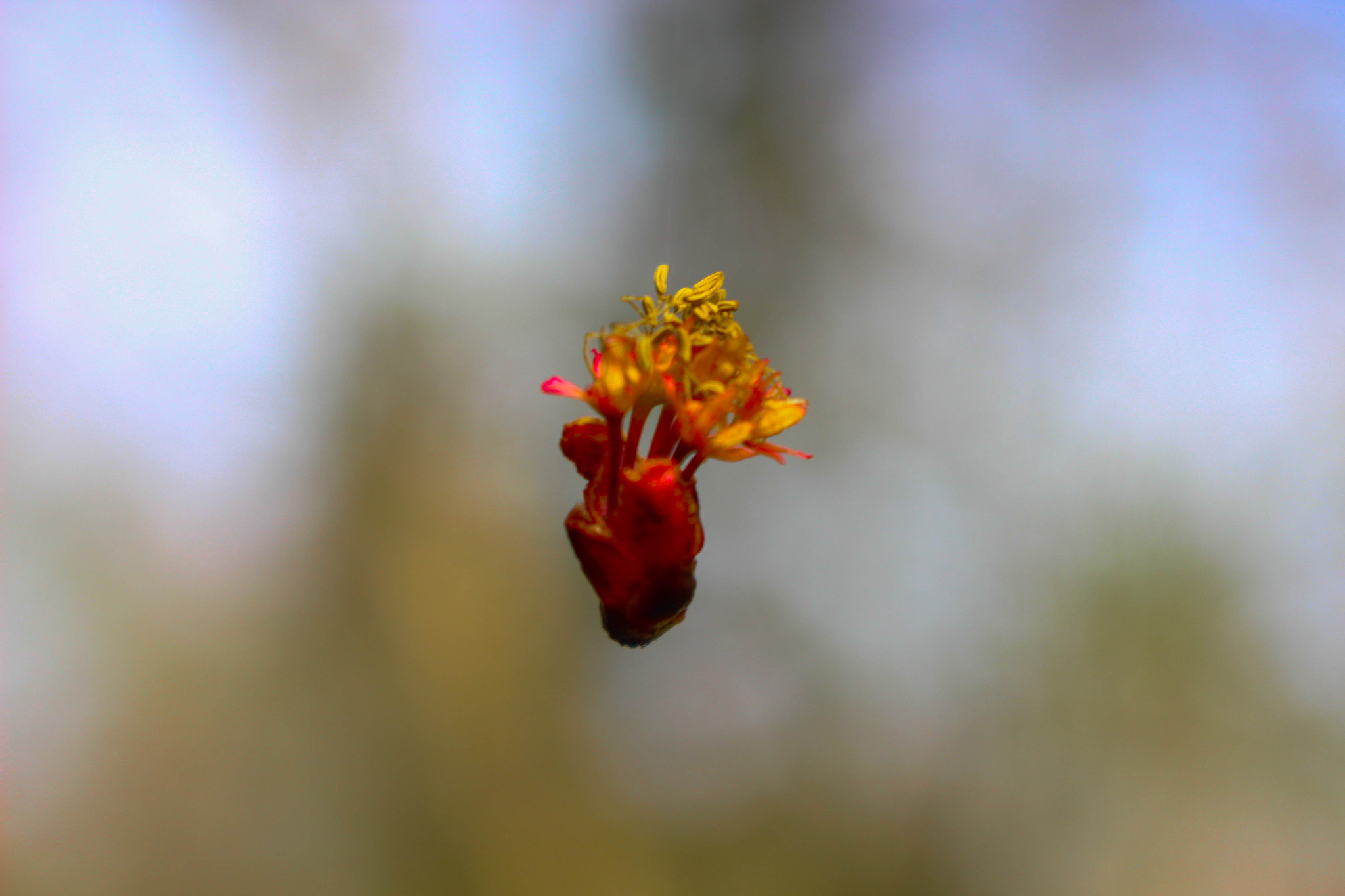 Canon EOS 100D (EOS Rebel SL1 / EOS Kiss X7) sample photo. Floating flower photography