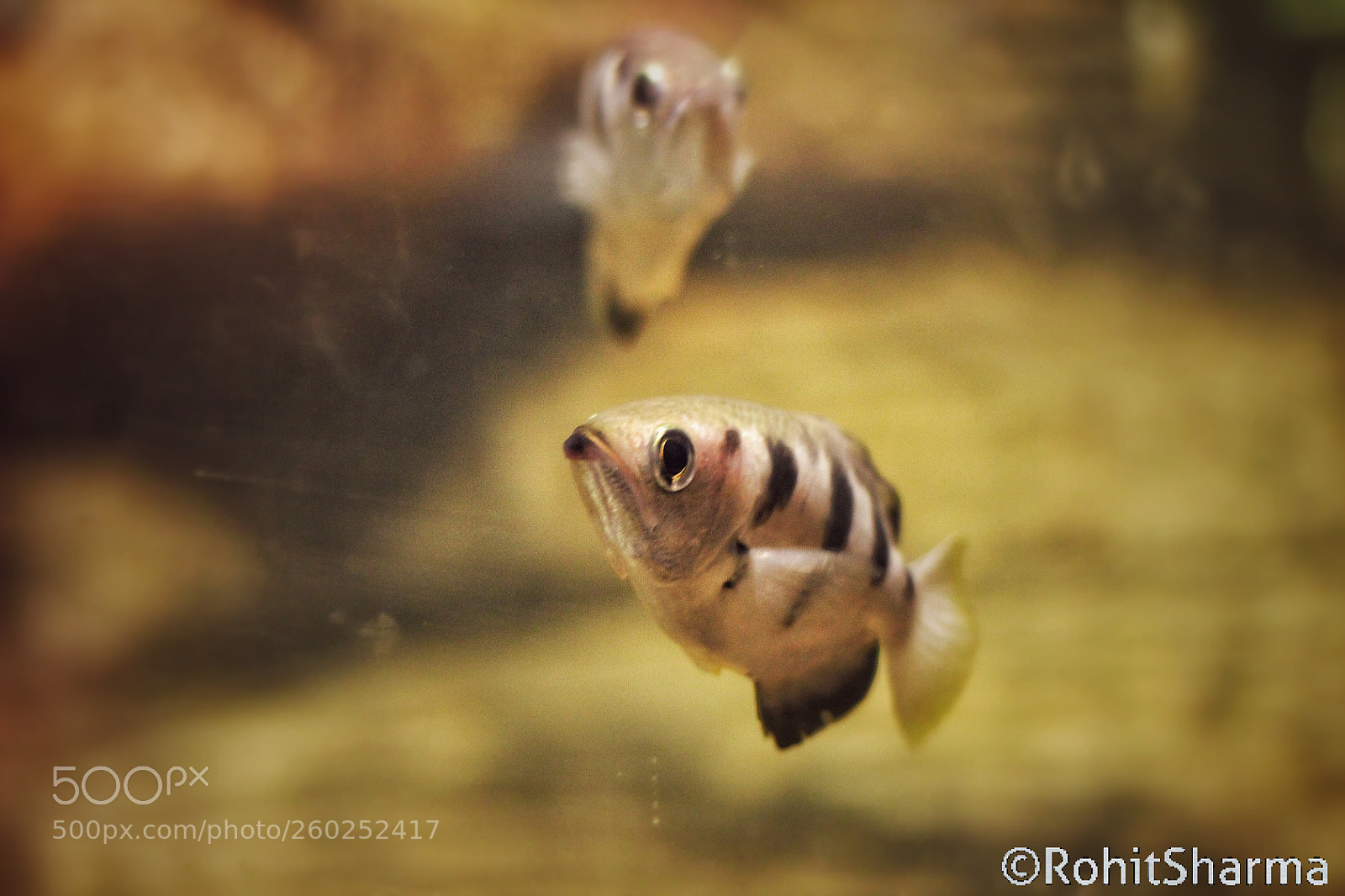 Canon EOS 1300D (EOS Rebel T6 / EOS Kiss X80) sample photo. Fishes photography