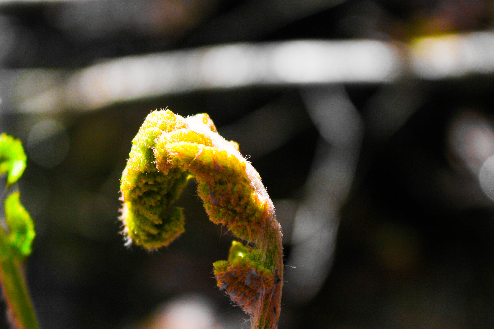 Canon EOS 100D (EOS Rebel SL1 / EOS Kiss X7) sample photo. Fiddlehead photography