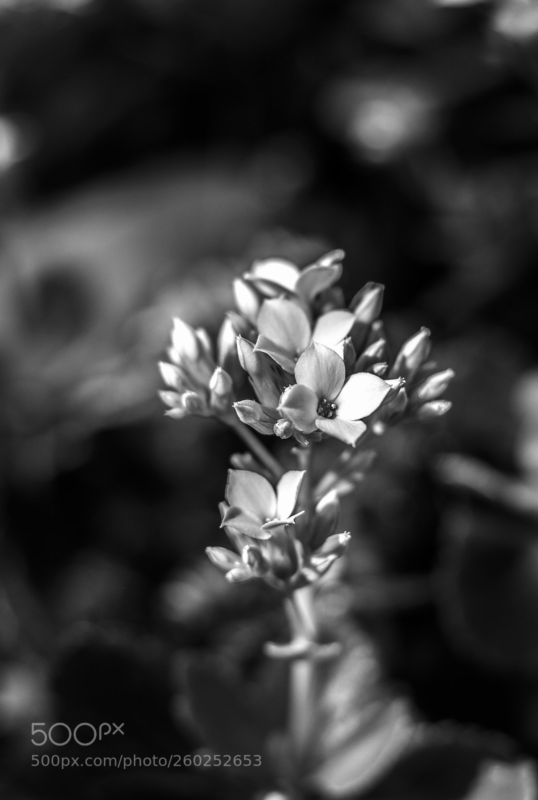 Canon EOS 750D (EOS Rebel T6i / EOS Kiss X8i) sample photo. White flower photography
