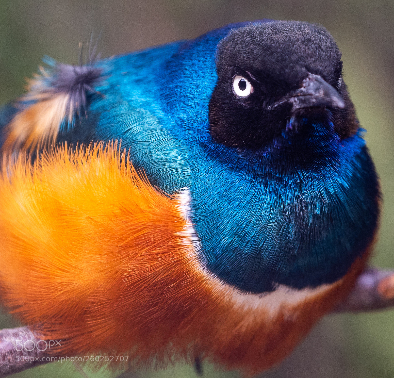 Nikon D810 sample photo. Superb starling photography