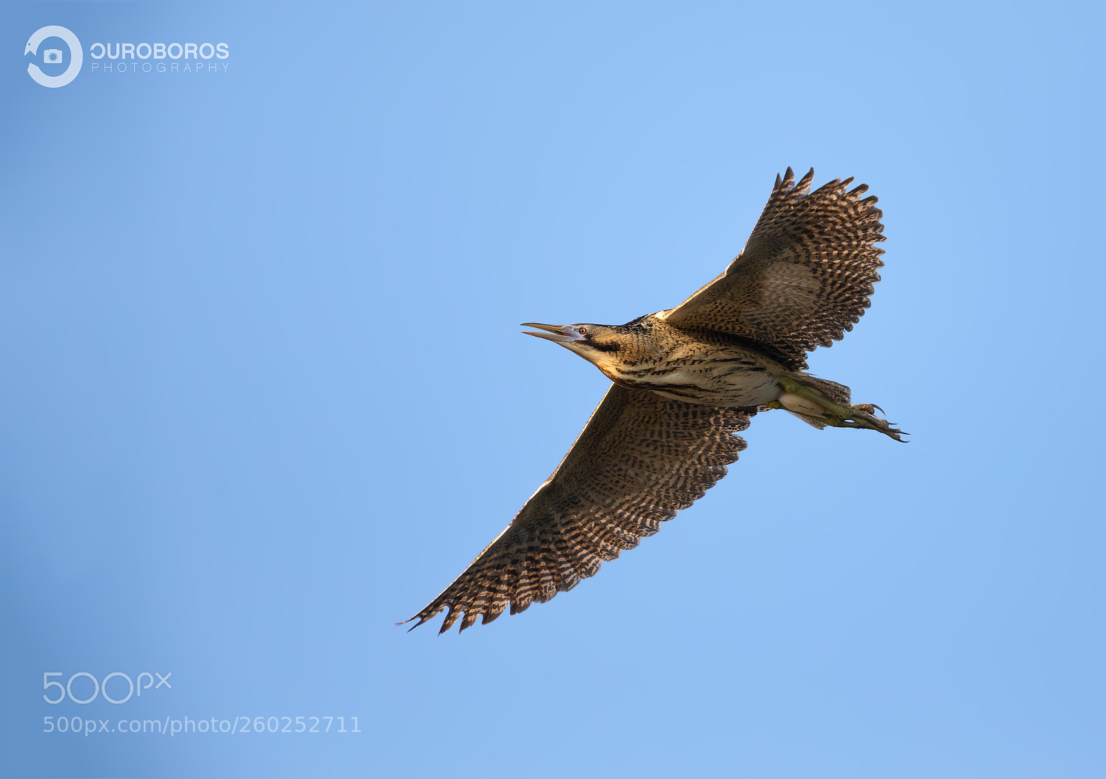Canon EOS 5D Mark IV sample photo. Bittern (botaurus stellaris) photography