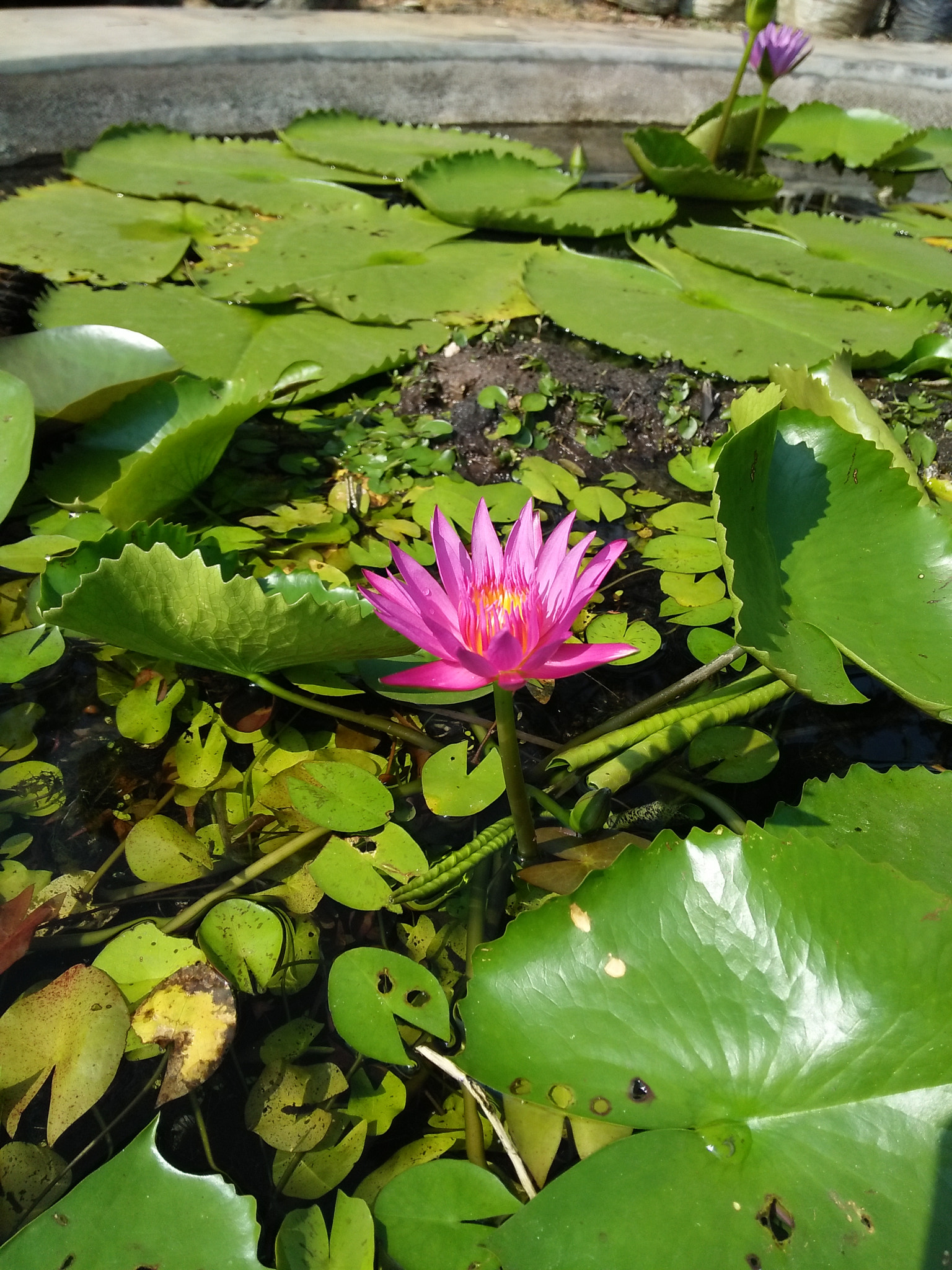 OPPO A37fw-International sample photo. Pink lotus photography