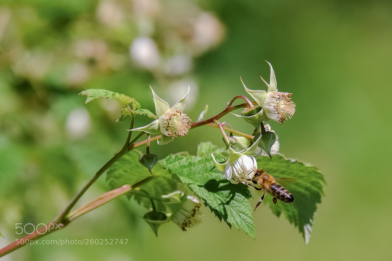 Fujifilm X-T1 sample photo. Bee collects nectar photography
