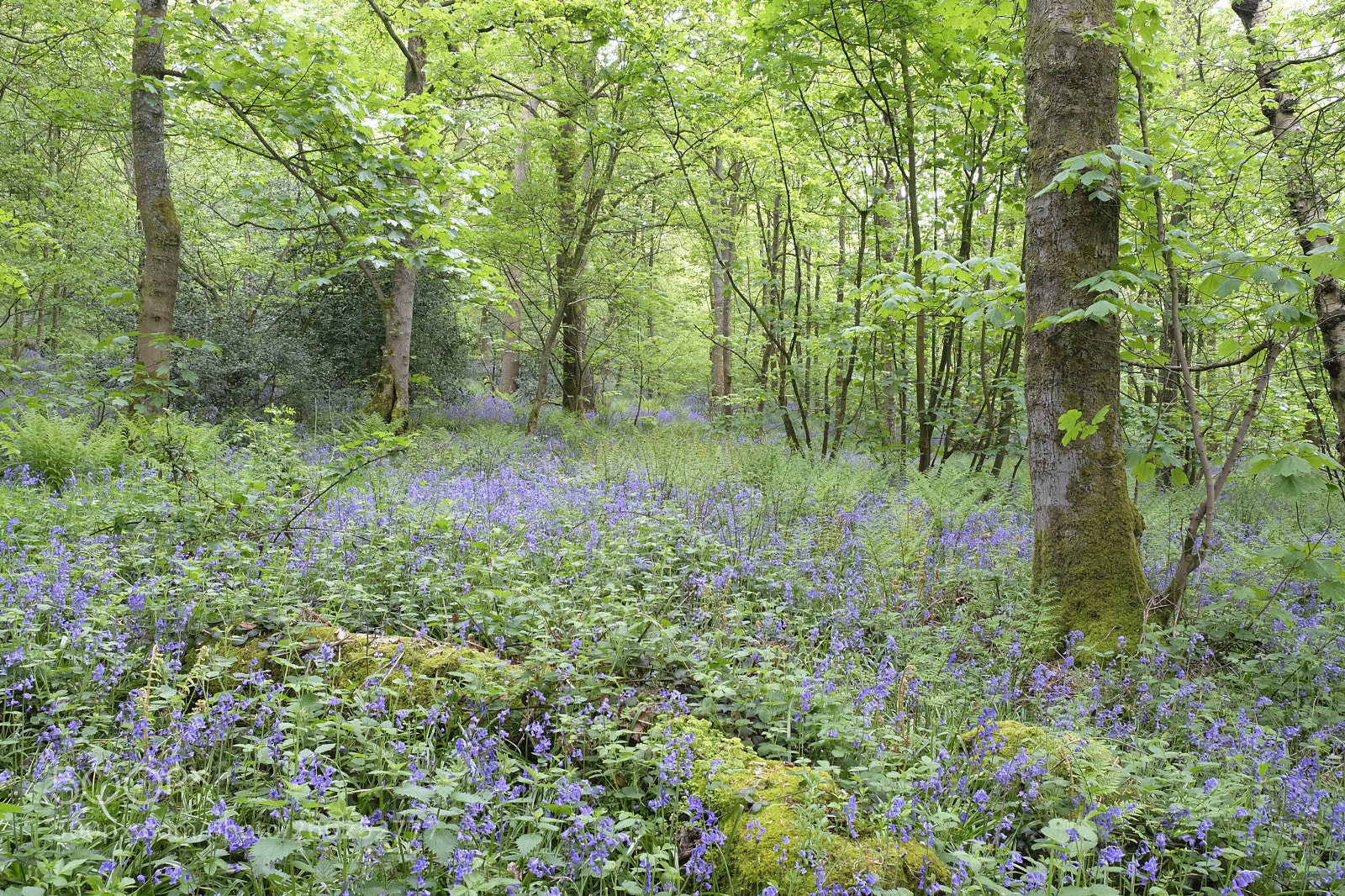 Fujifilm X-T2 sample photo. Spring wood lives up photography