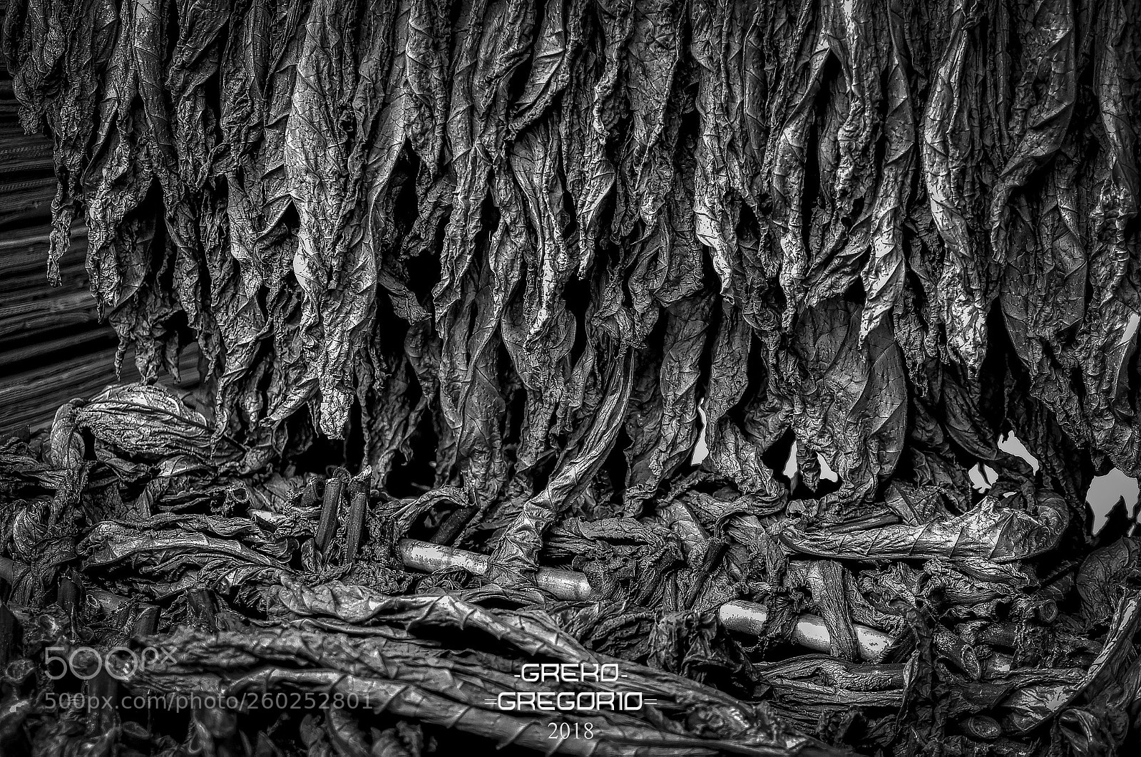 Nikon D5100 sample photo. Kentucky tobacco photography