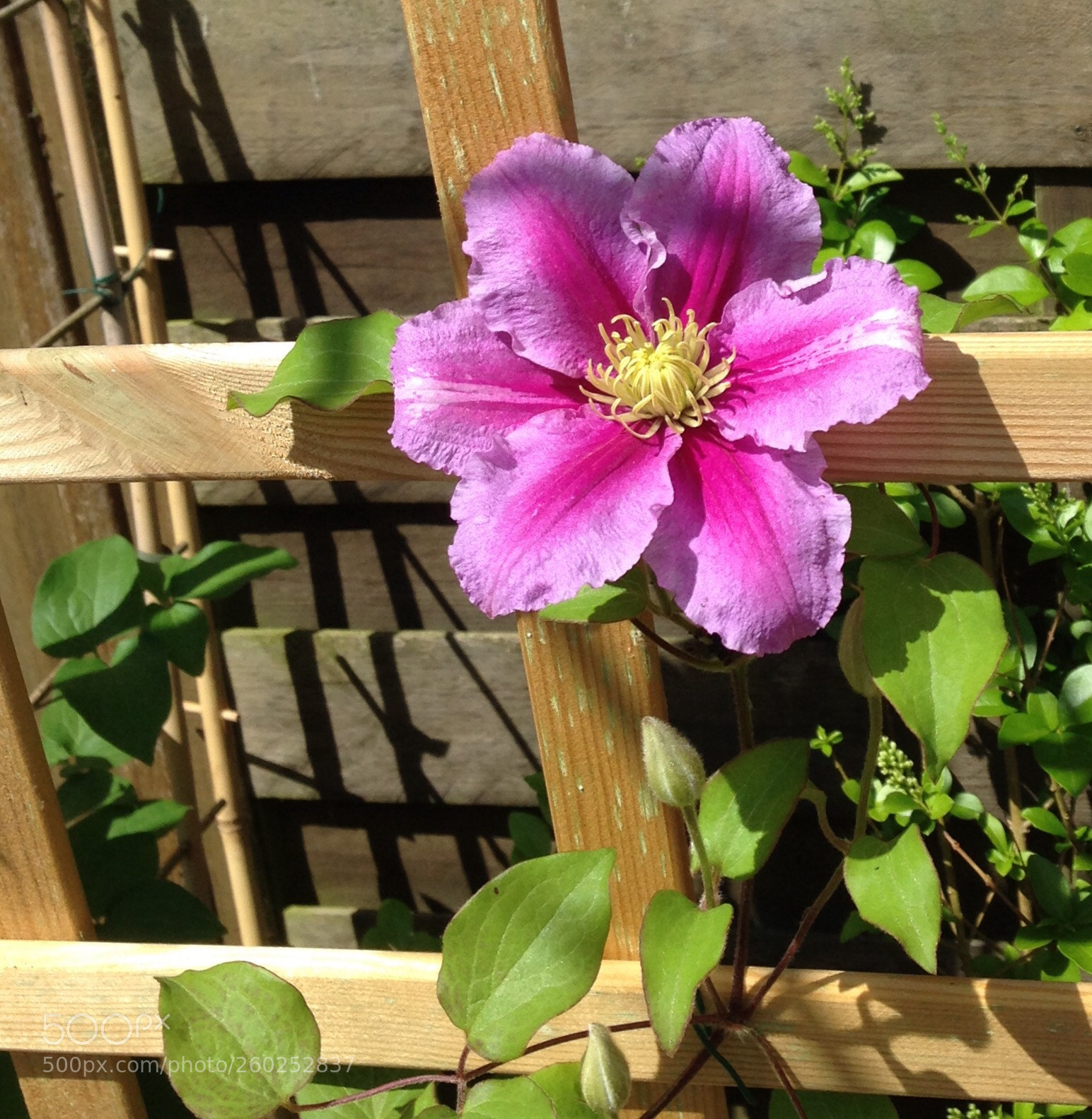 Apple iPhone 5 sample photo. Clematis photography