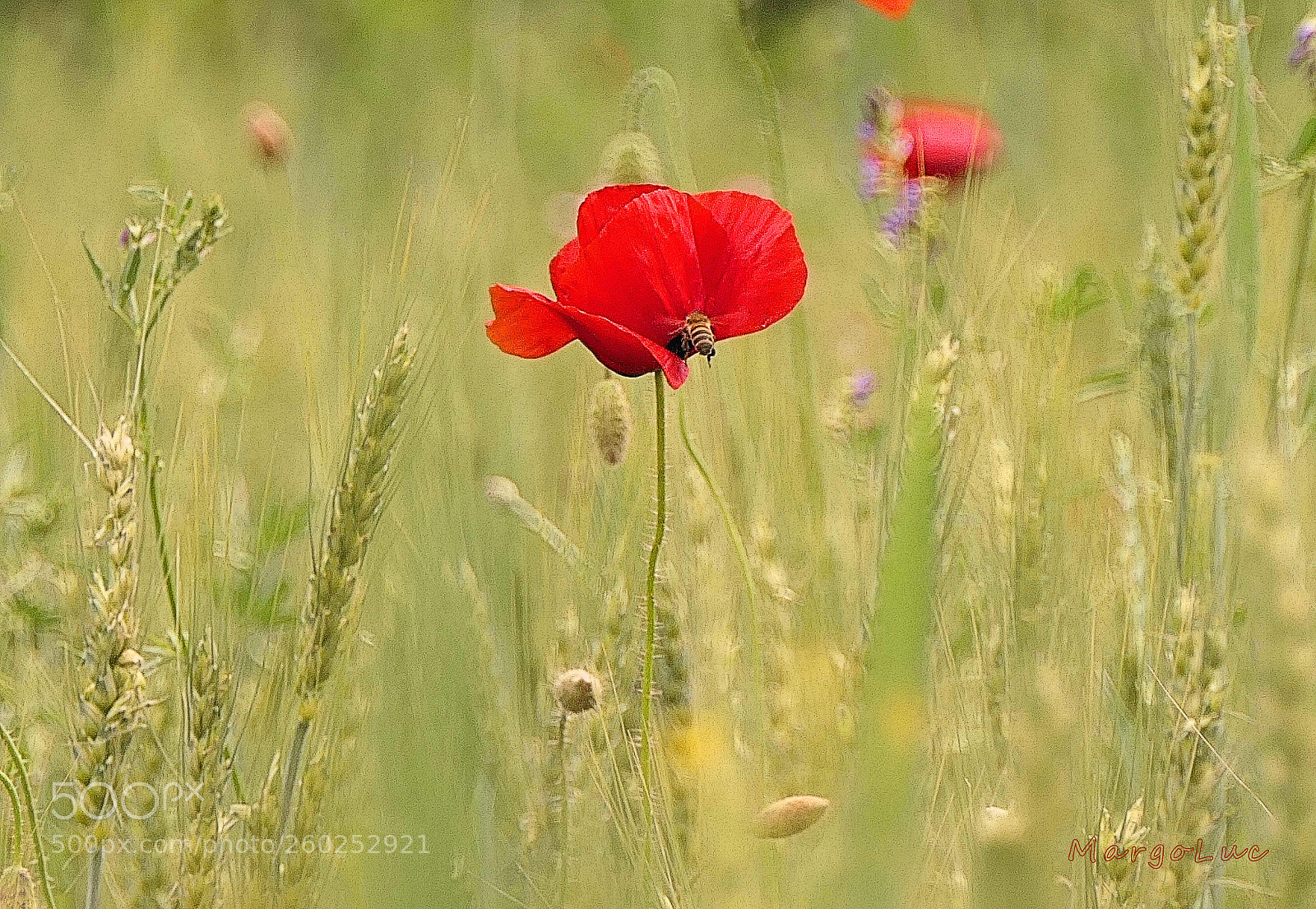 Panasonic Lumix DMC-FZ2500 (Lumix DMC-FZ2000) sample photo. Spring meadow ... photography