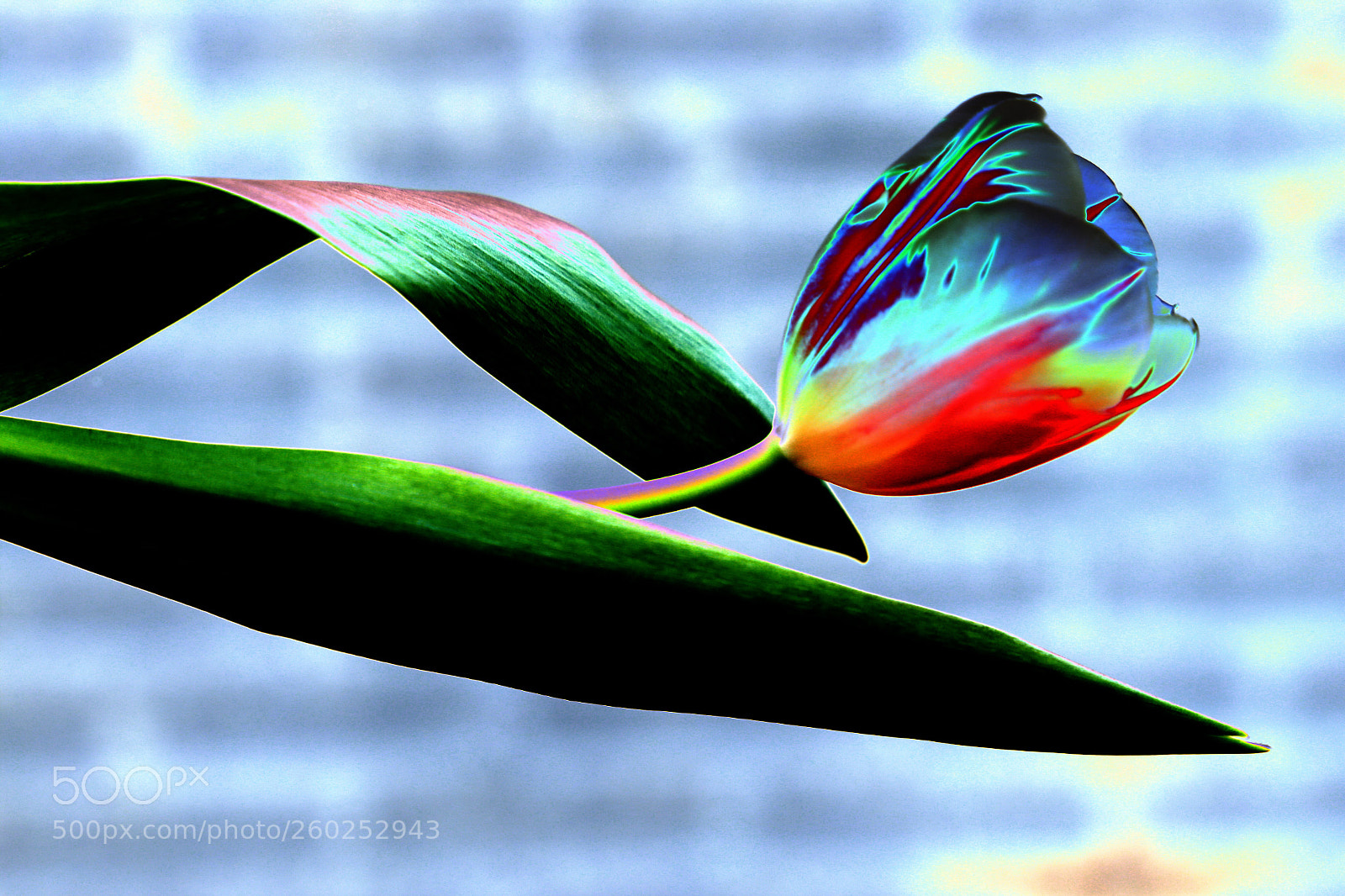 Canon EOS 6D sample photo. Untitled photography
