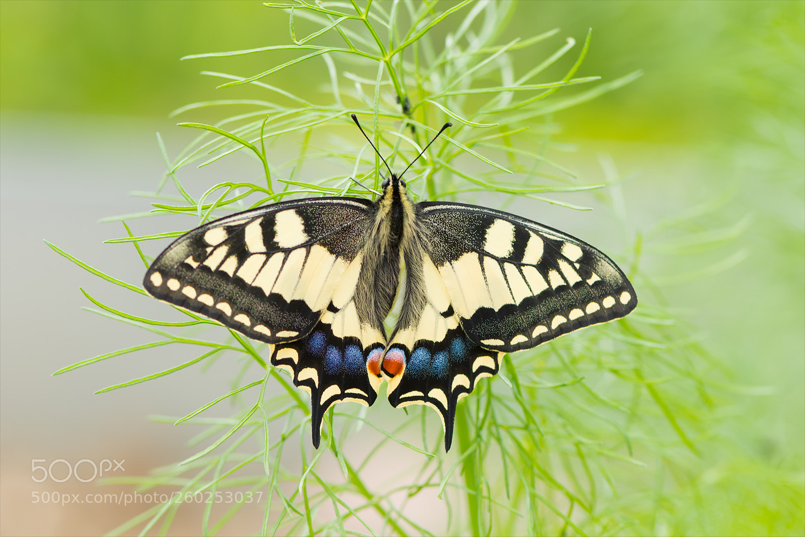 Nikon D7200 sample photo. Schwalbenschwanz photography