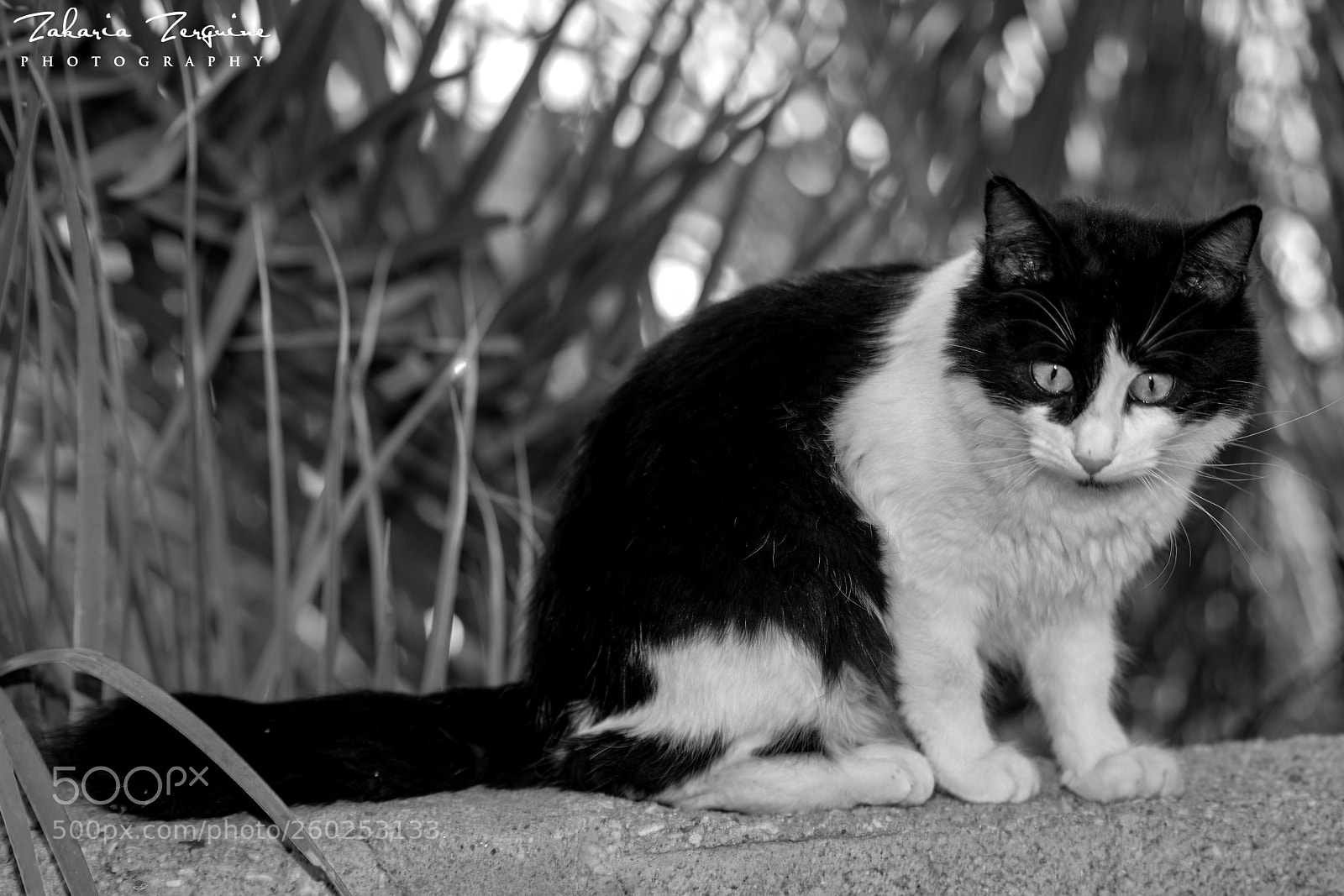 Nikon D800E sample photo. My cat photography