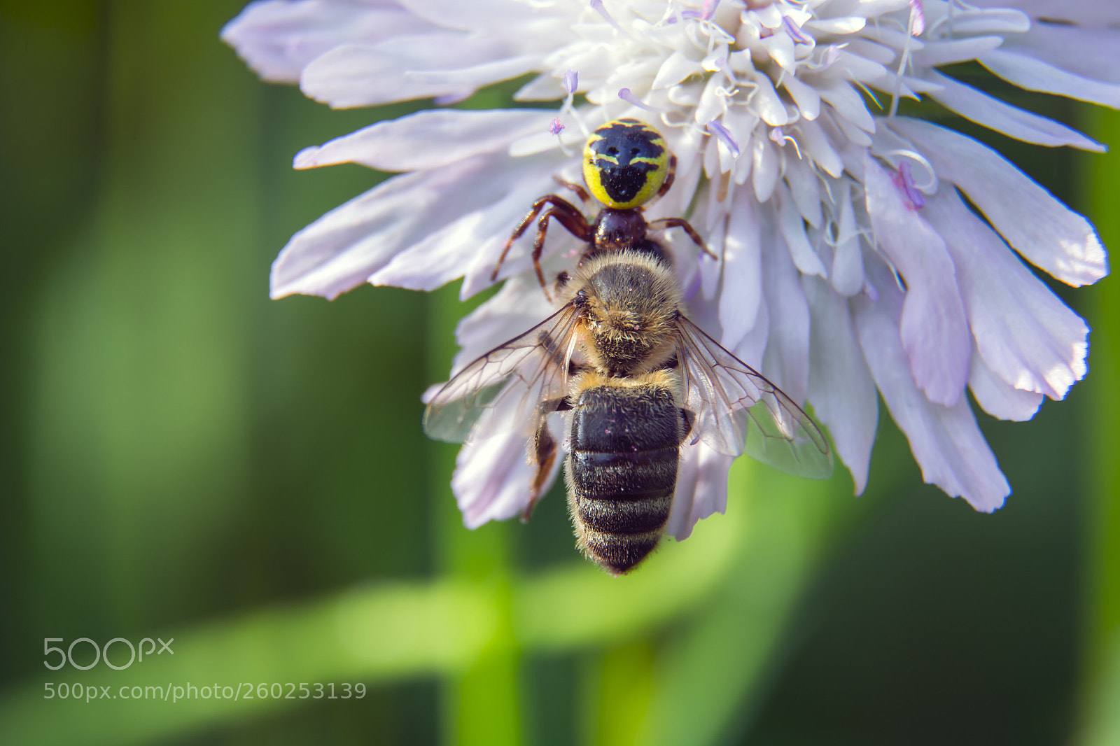 Nikon D7100 sample photo. Spider's meal photography