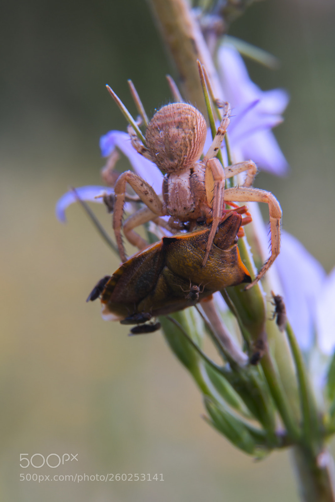 Nikon D7100 sample photo. Spider's meal photography