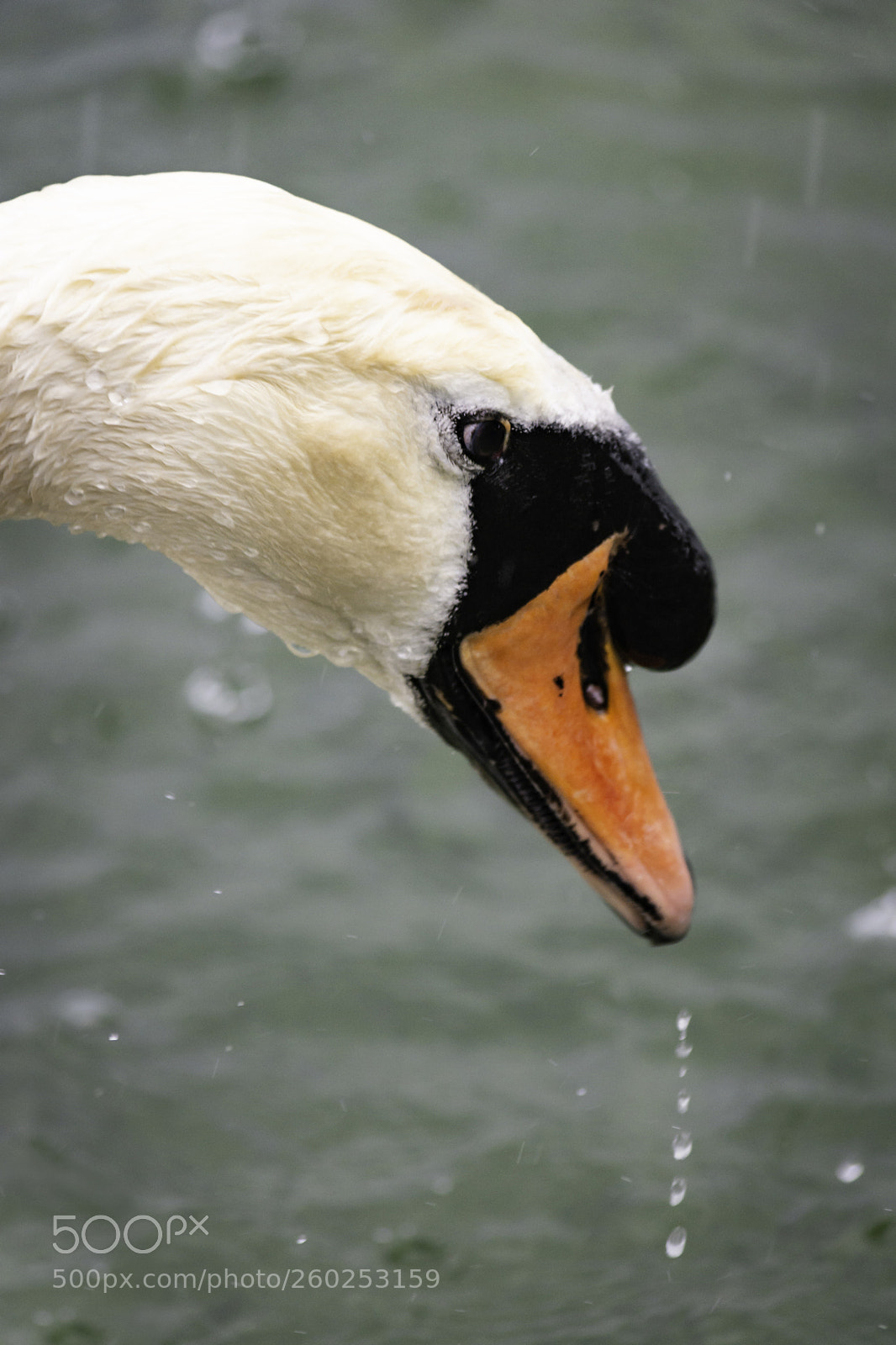 Nikon D7100 sample photo. Swan photography