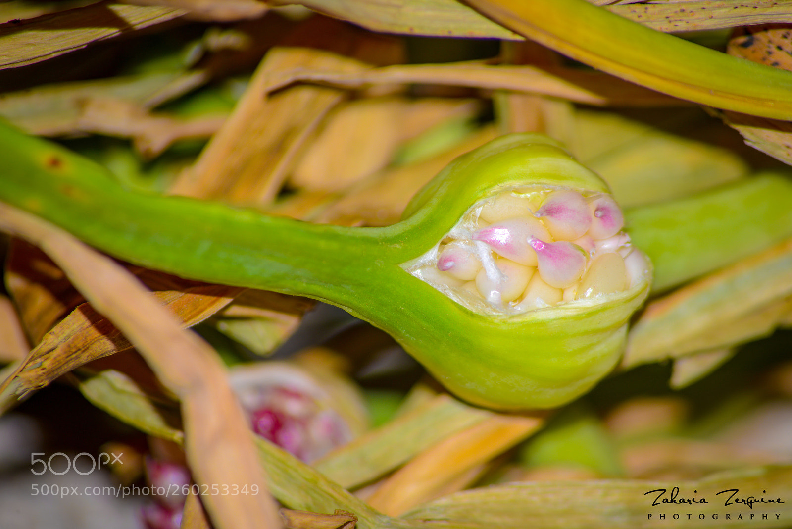 Nikon D800E sample photo. Untitled photography
