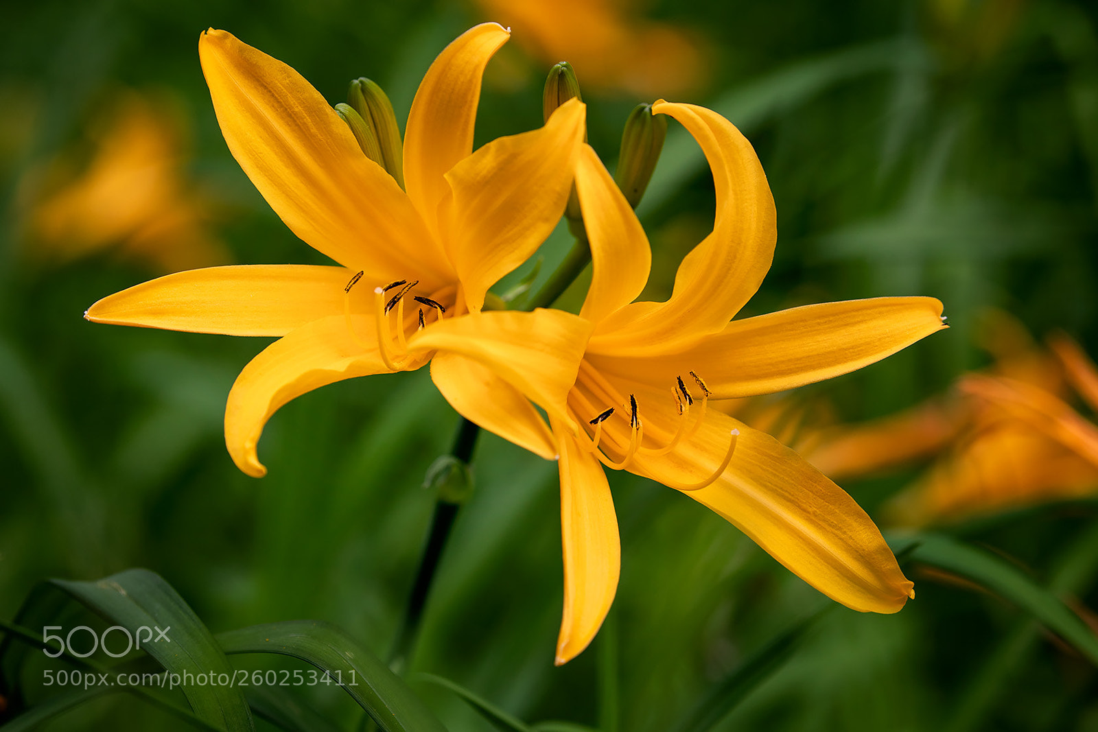 Canon EOS 5D Mark IV sample photo. Day lily photography
