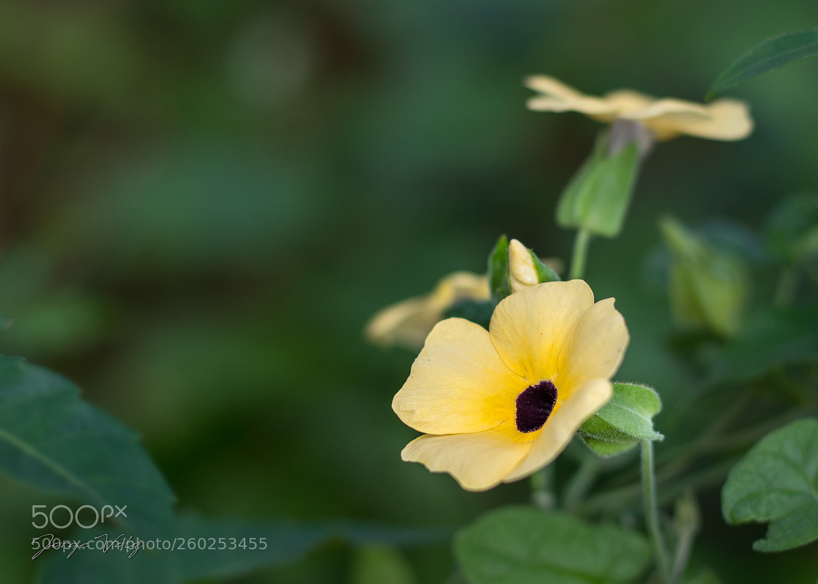 Canon EOS 80D sample photo. The beauty of simplicity photography