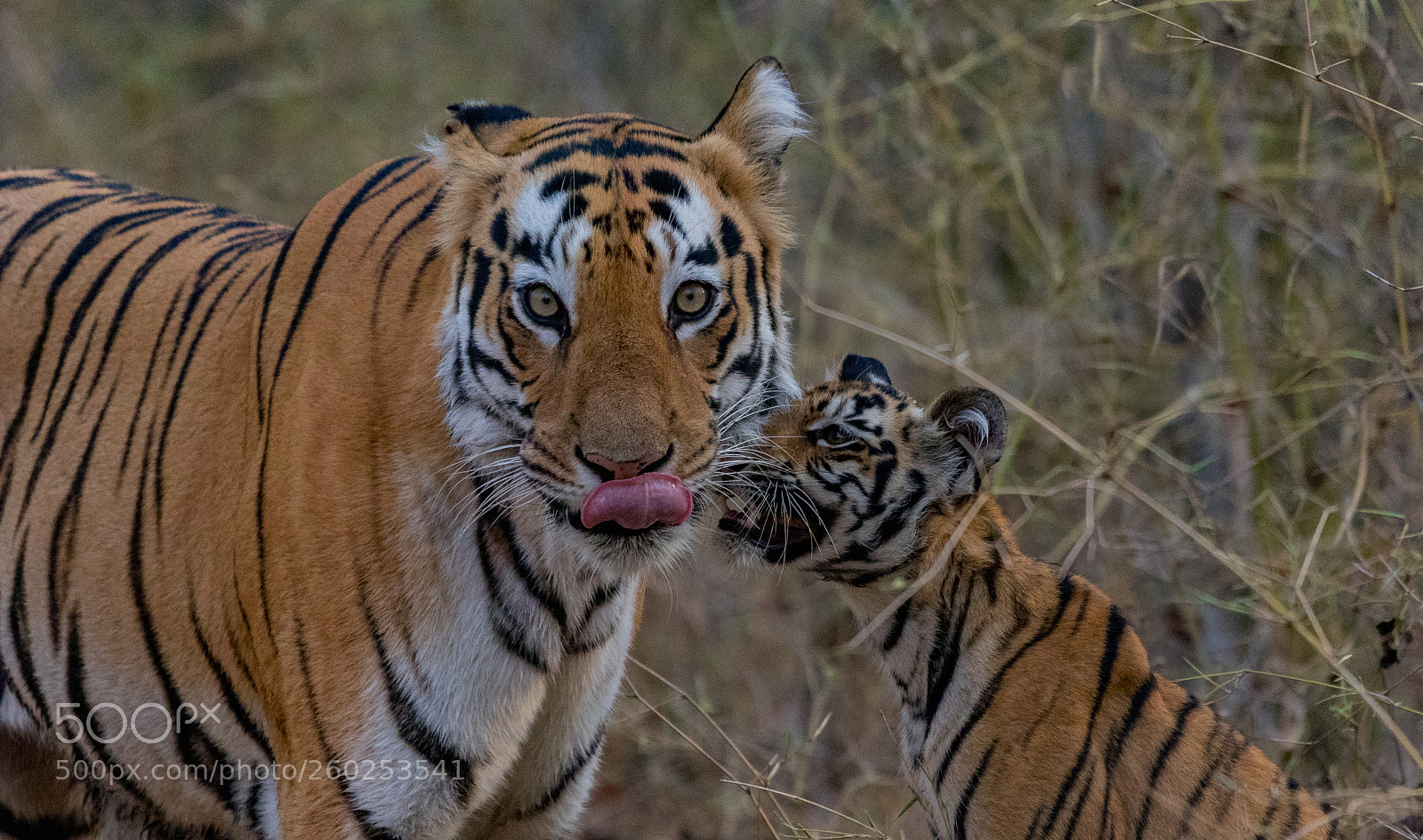 Canon EOS 80D sample photo. Tigress madhuri and her photography