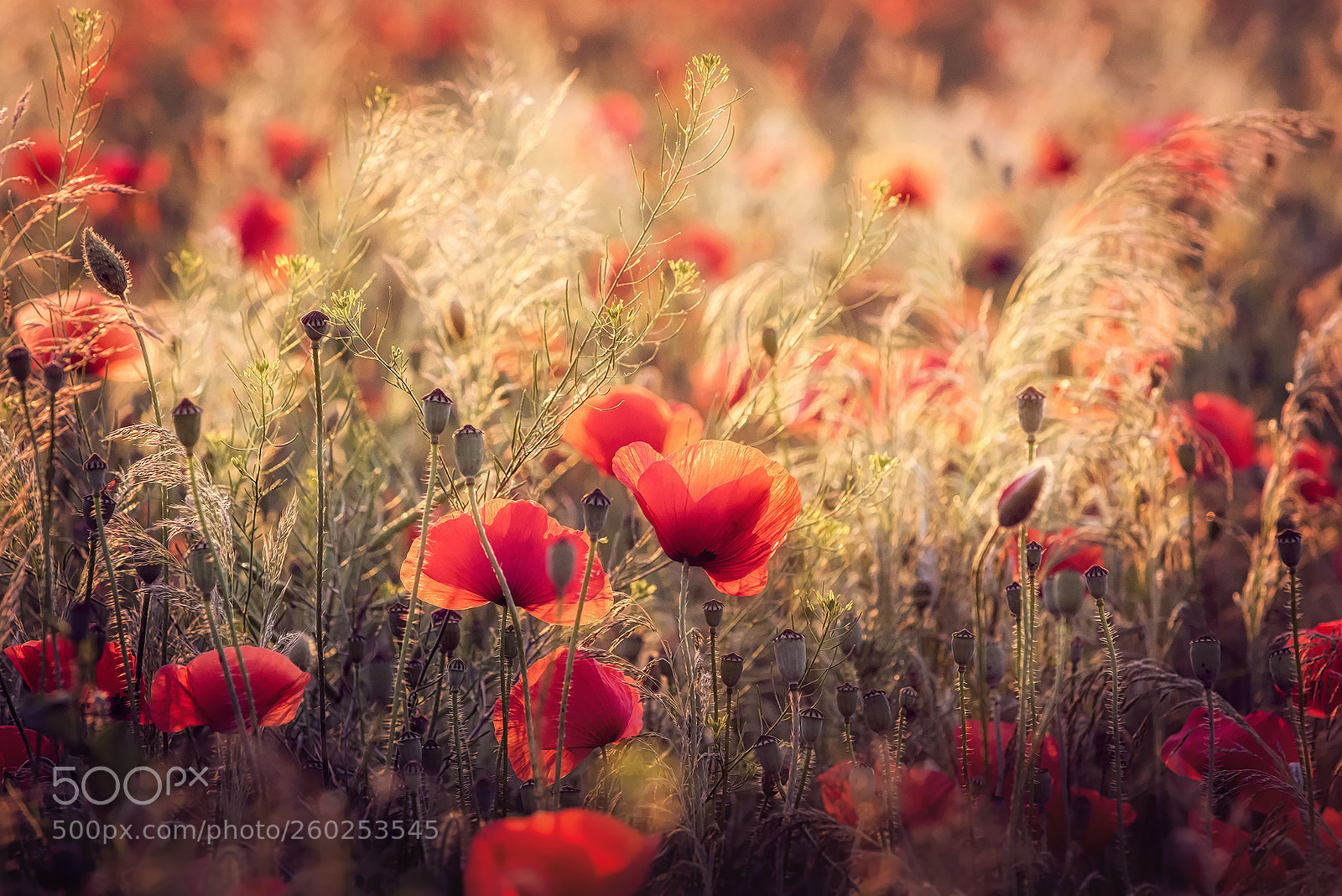 Nikon D810 sample photo. Softly swaying in the photography