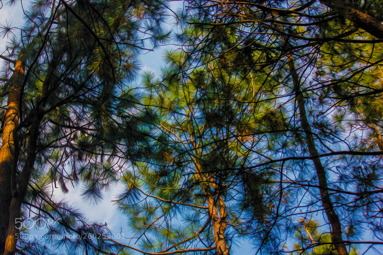 Canon EOS 550D (EOS Rebel T2i / EOS Kiss X4) sample photo. Pine forest photography