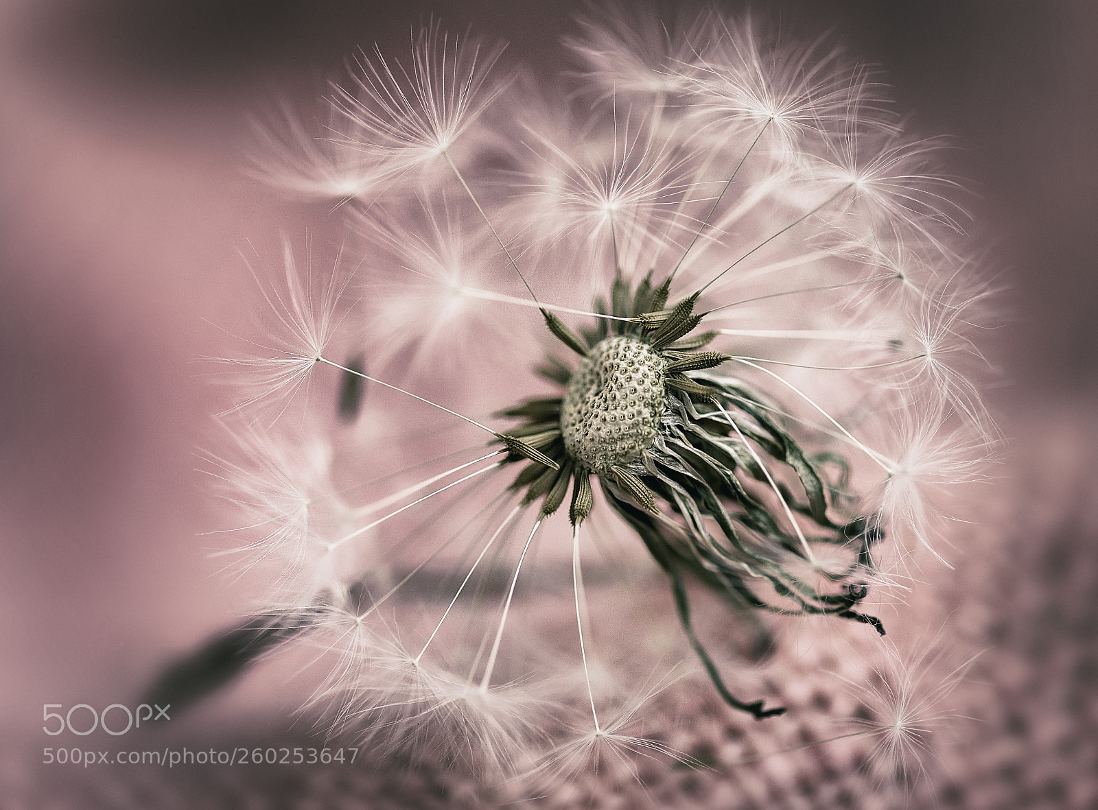 Canon EOS 5D Mark IV sample photo. Flower photography
