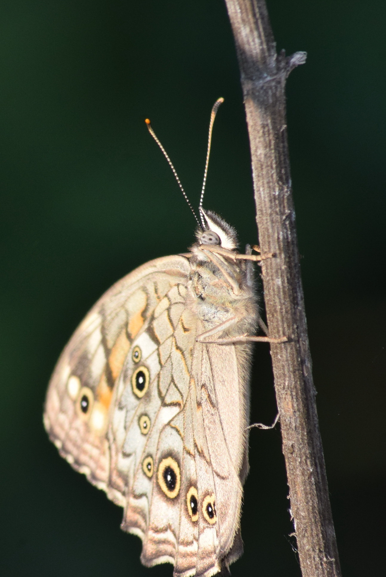 Sigma 70-300mm F4-5.6 APO DG Macro sample photo. Resting butterfly photography