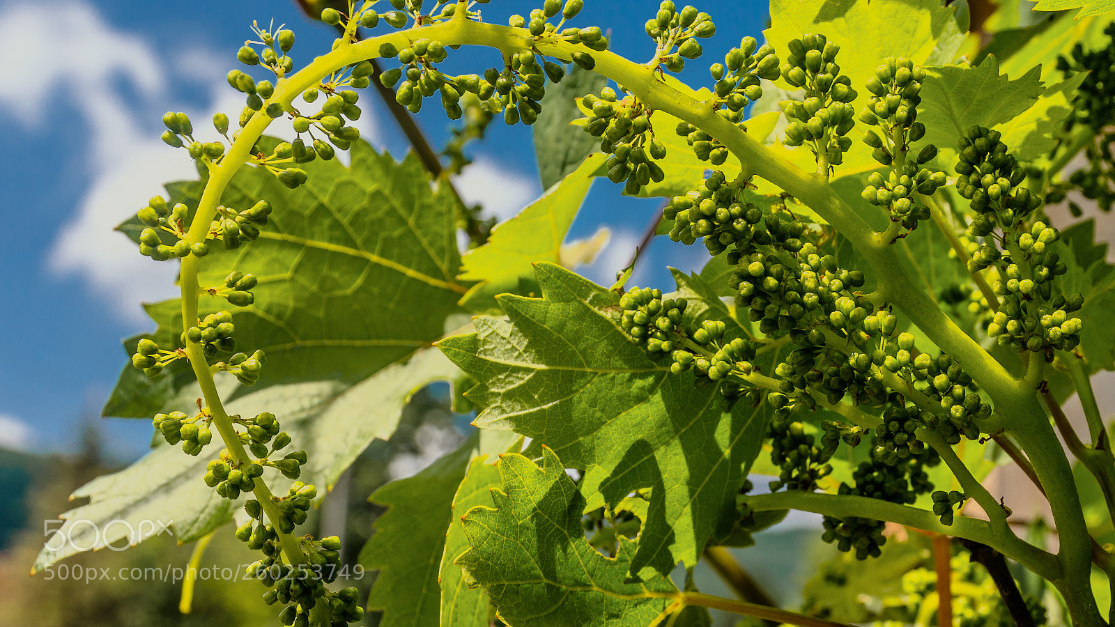 Nikon D7200 sample photo. Green cardinal grape photography