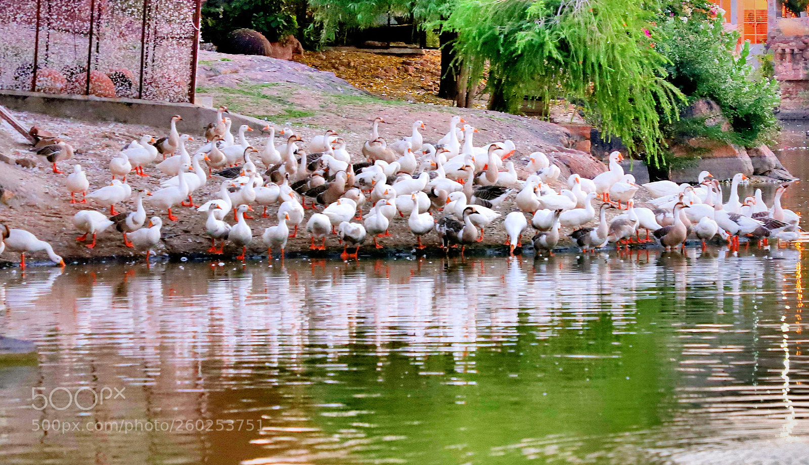 Canon EOS 6D Mark II sample photo. Untitled photography