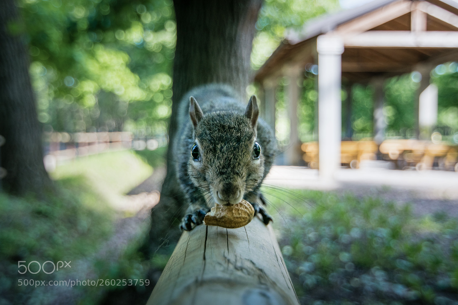 Nikon D5300 sample photo. Squirrel photography