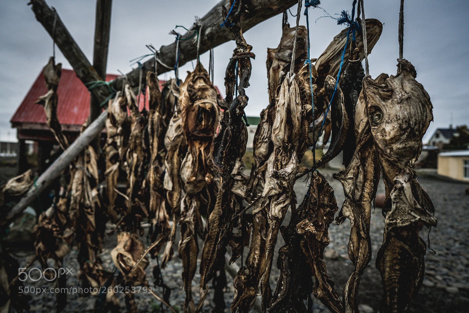 Sony a7R II sample photo. Harðfiskur in iceland photography
