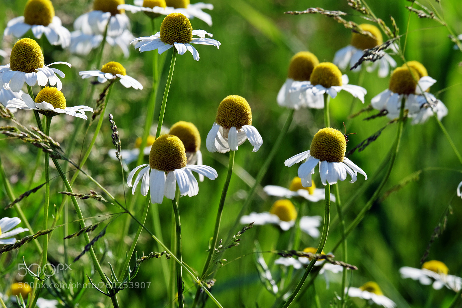 Fujifilm X-T10 sample photo. Daisies.1 photography