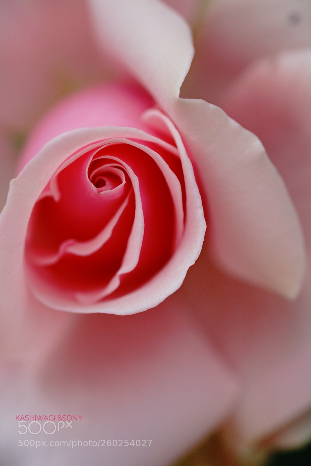 Sony a7 II sample photo. Ophelia/ u.k.1912 photography