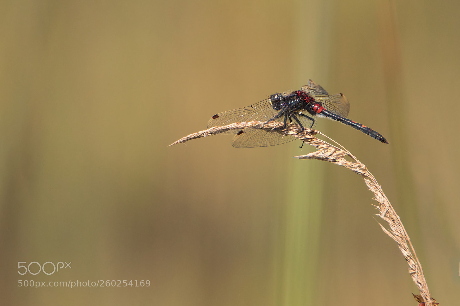 Canon EOS 7D Mark II sample photo. Leucorrhinia dubia photography