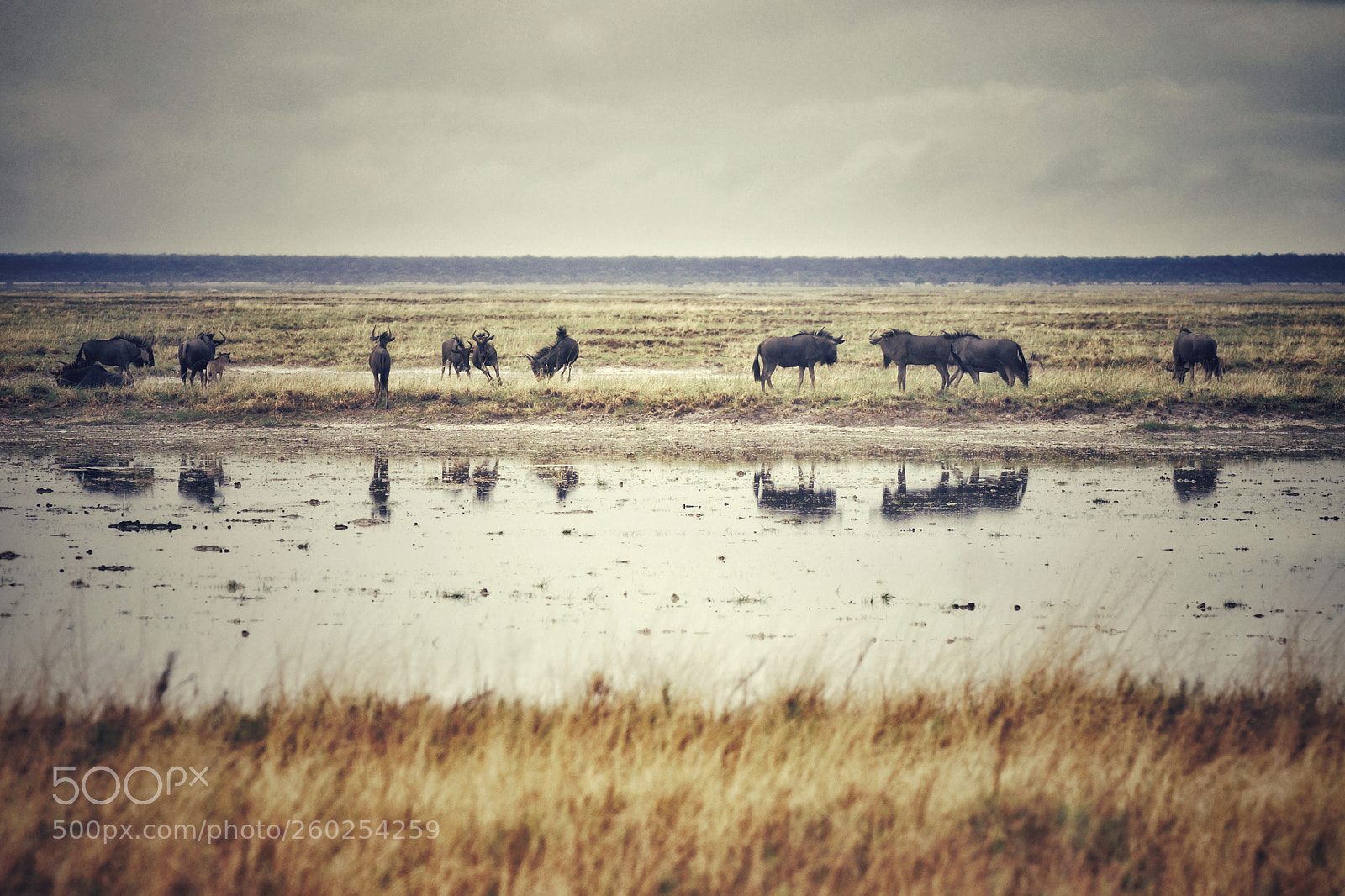 Sony SLT-A77 sample photo. Africa photography
