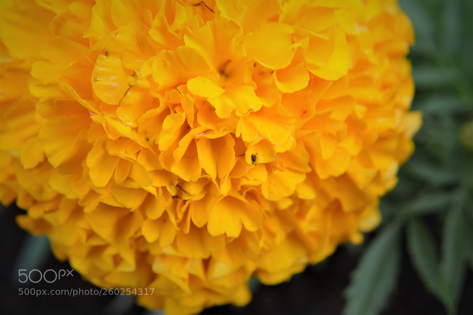 Nikon D3200 sample photo. Marigold time photography