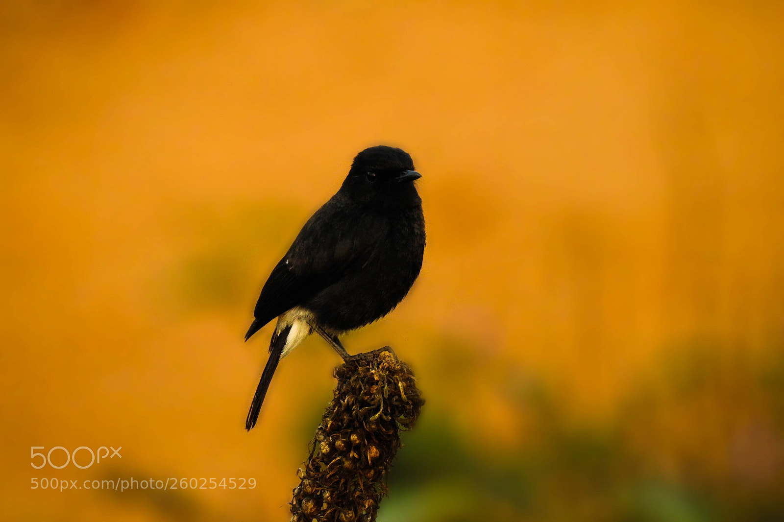 Nikon Coolpix P900 sample photo. Black bird photography