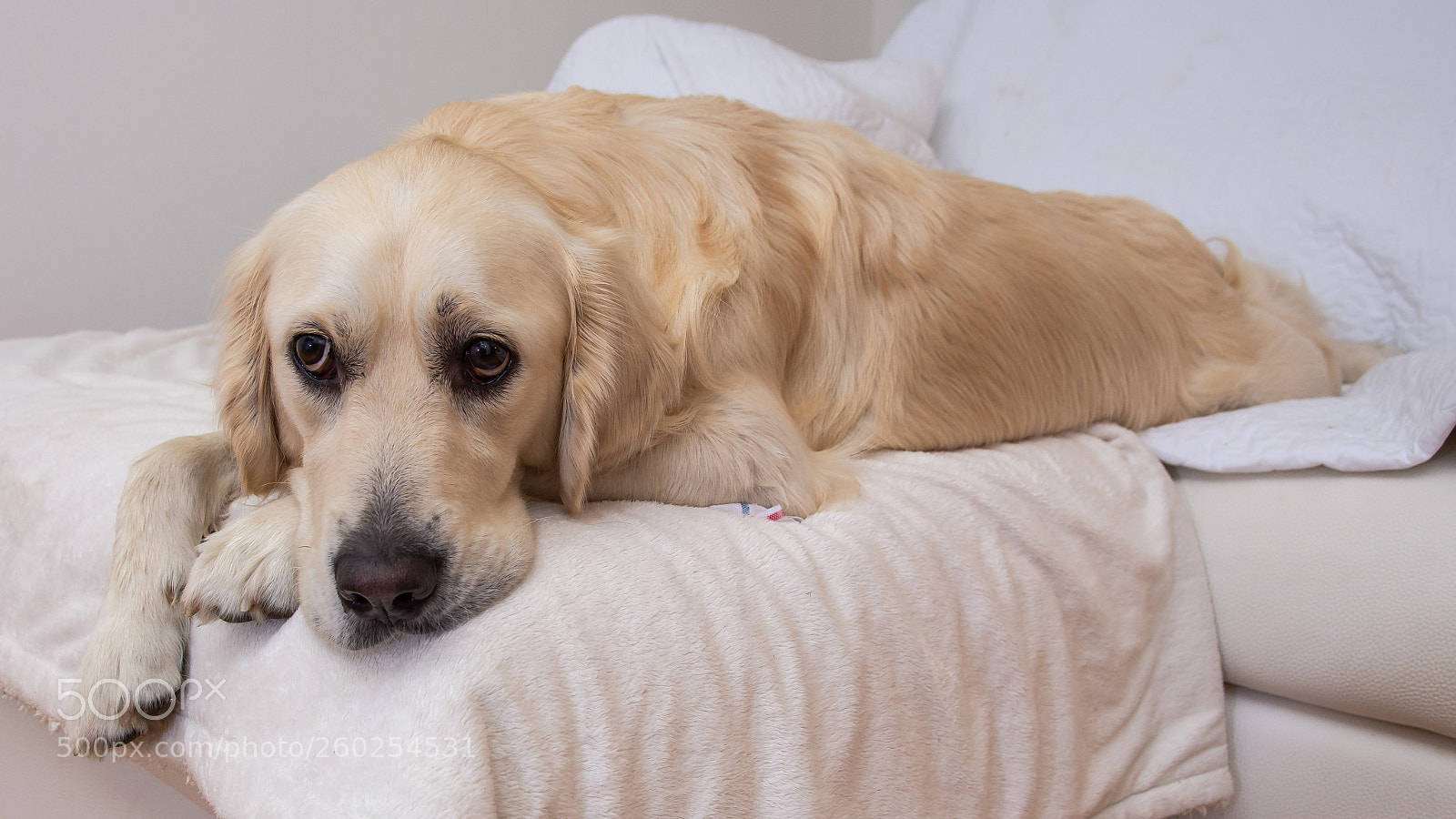 Nikon D7200 sample photo. Relax on sofa photography