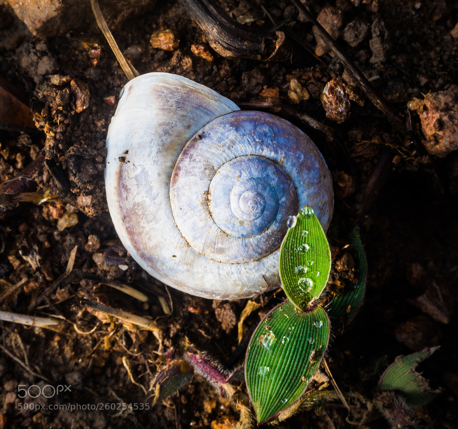 Pentax K-x sample photo. The shell photography