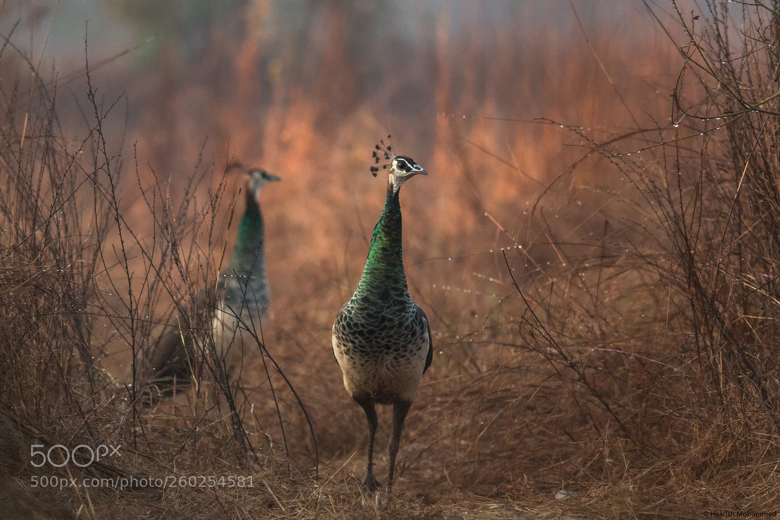 Canon EOS 70D sample photo. Pair of peahens in photography