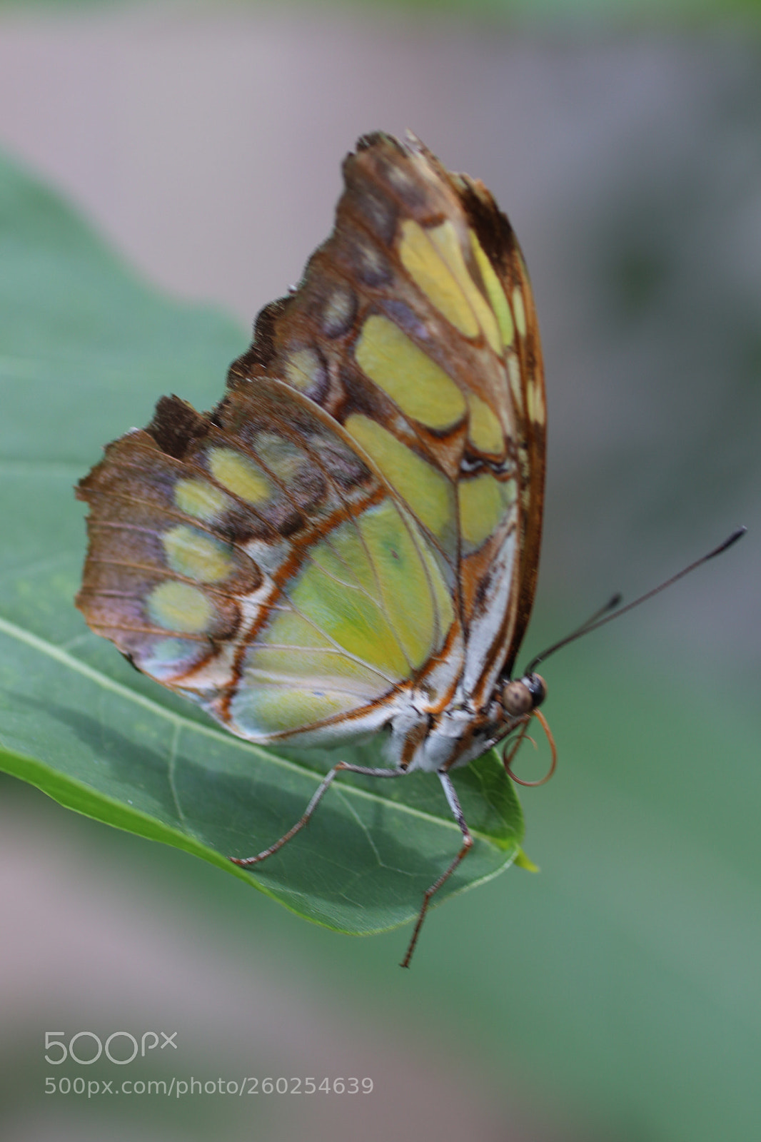 Canon EOS 77D (EOS 9000D / EOS 770D) sample photo. Malachitfalter photography