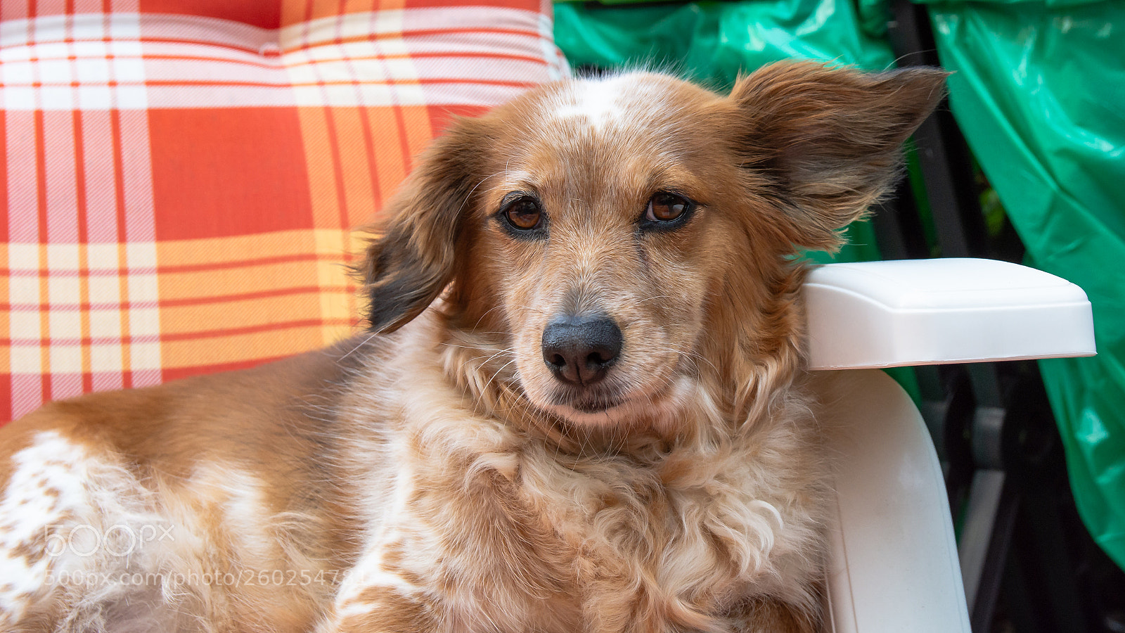 Nikon D7200 sample photo. I hear a noise photography
