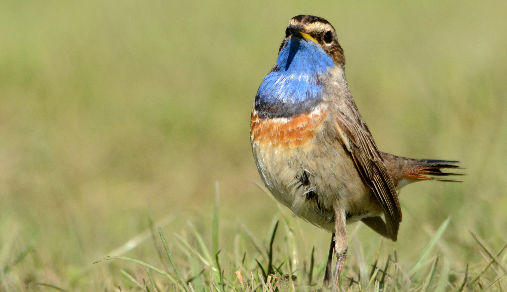 Nikon D7100 sample photo. Bluethroat : colse up photography