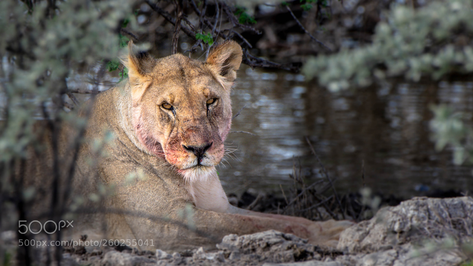 Pentax K-3 II sample photo. Killer resting photography