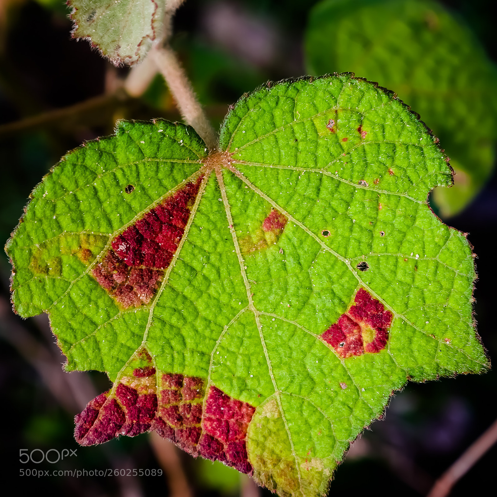 Pentax K-x sample photo. Leaf photography