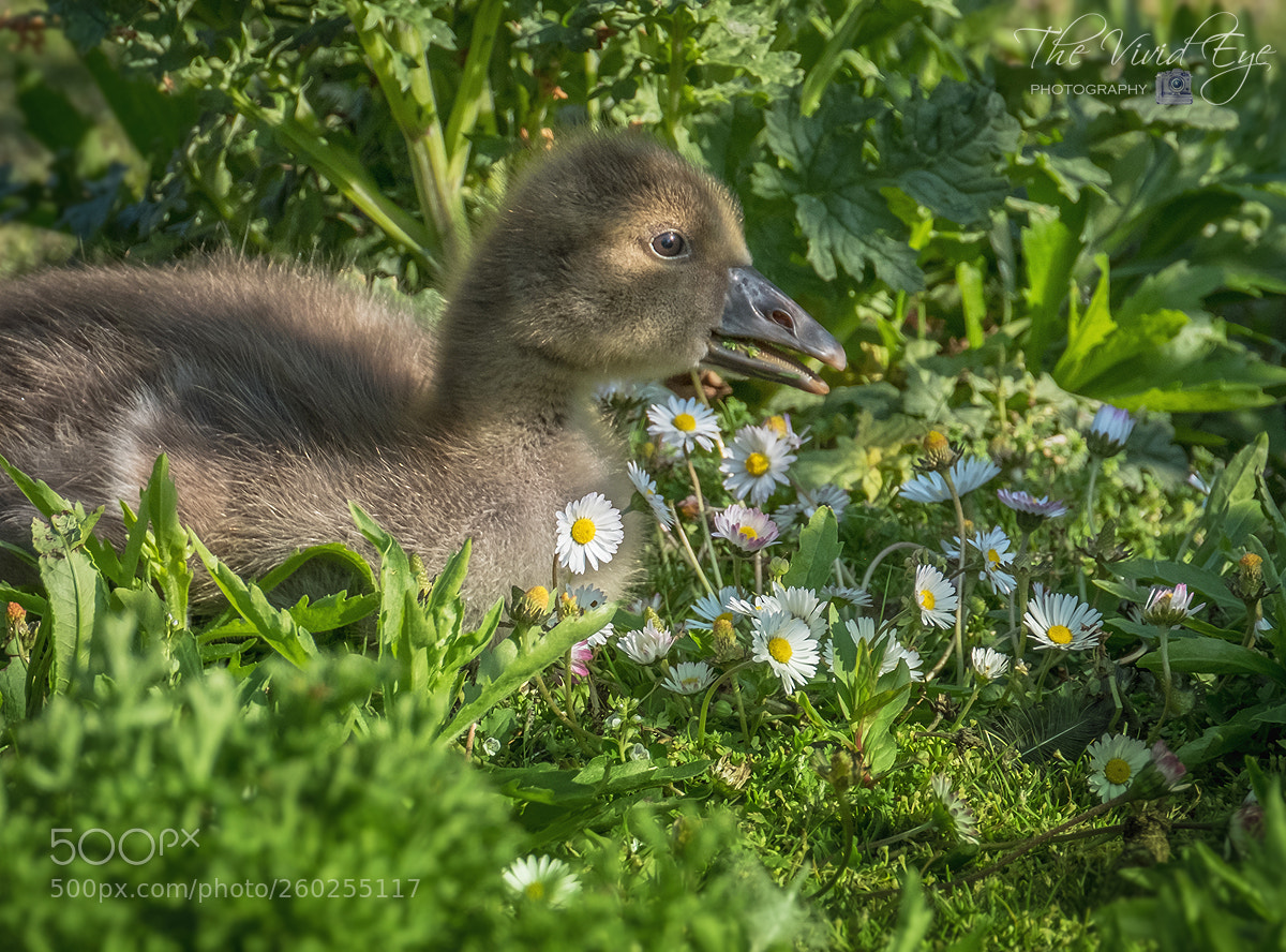 Fujifilm X-T2 sample photo. Gosling photography