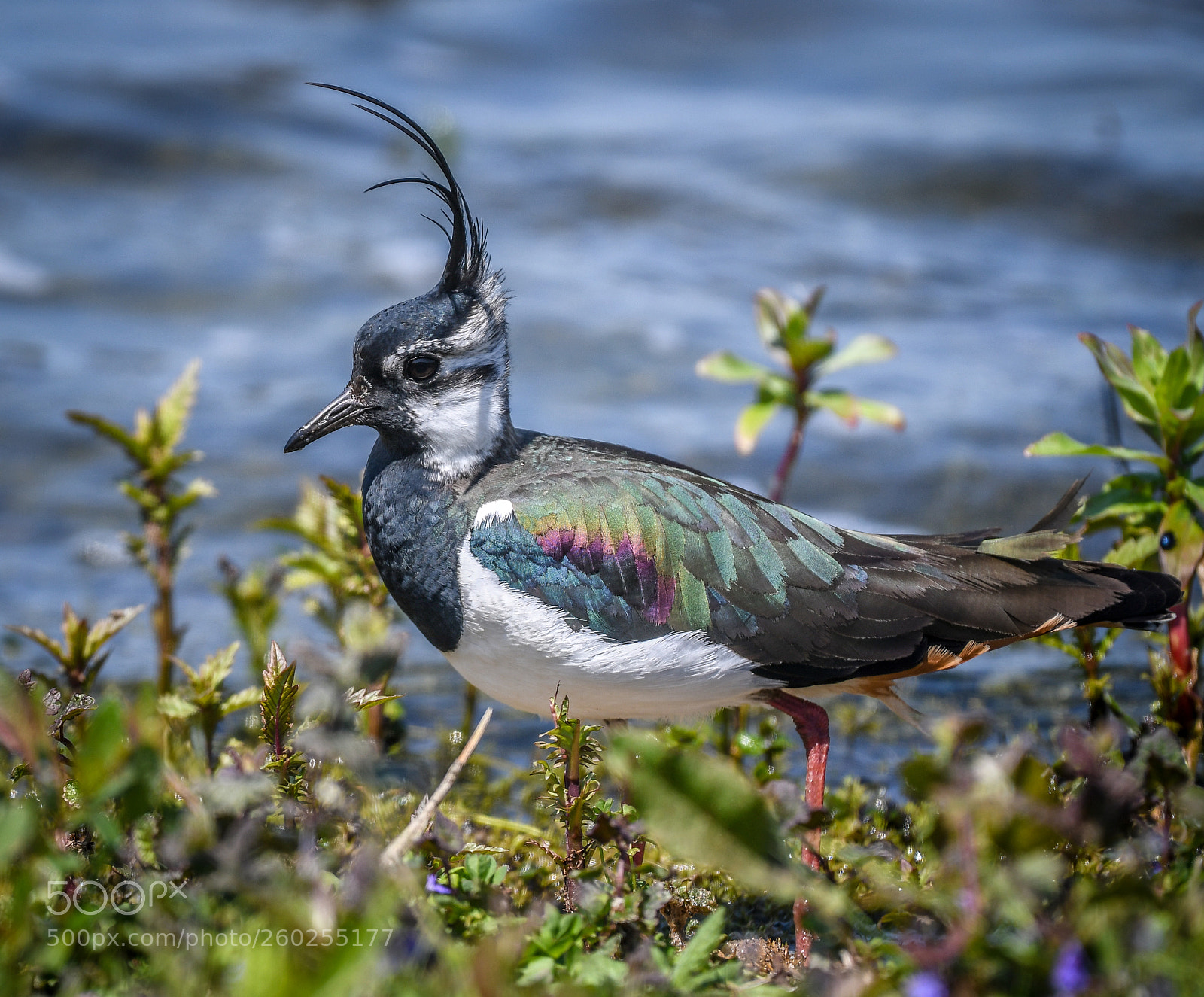 Nikon D500 sample photo. Lapwing photography