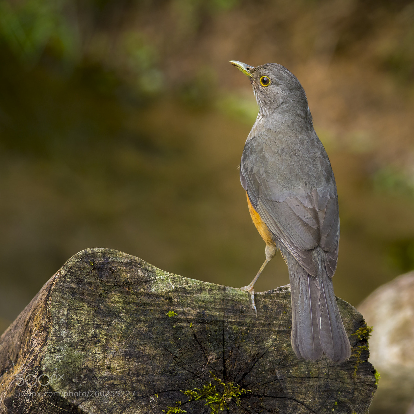 Nikon D7200 sample photo. Rufous-bellied thrush photography