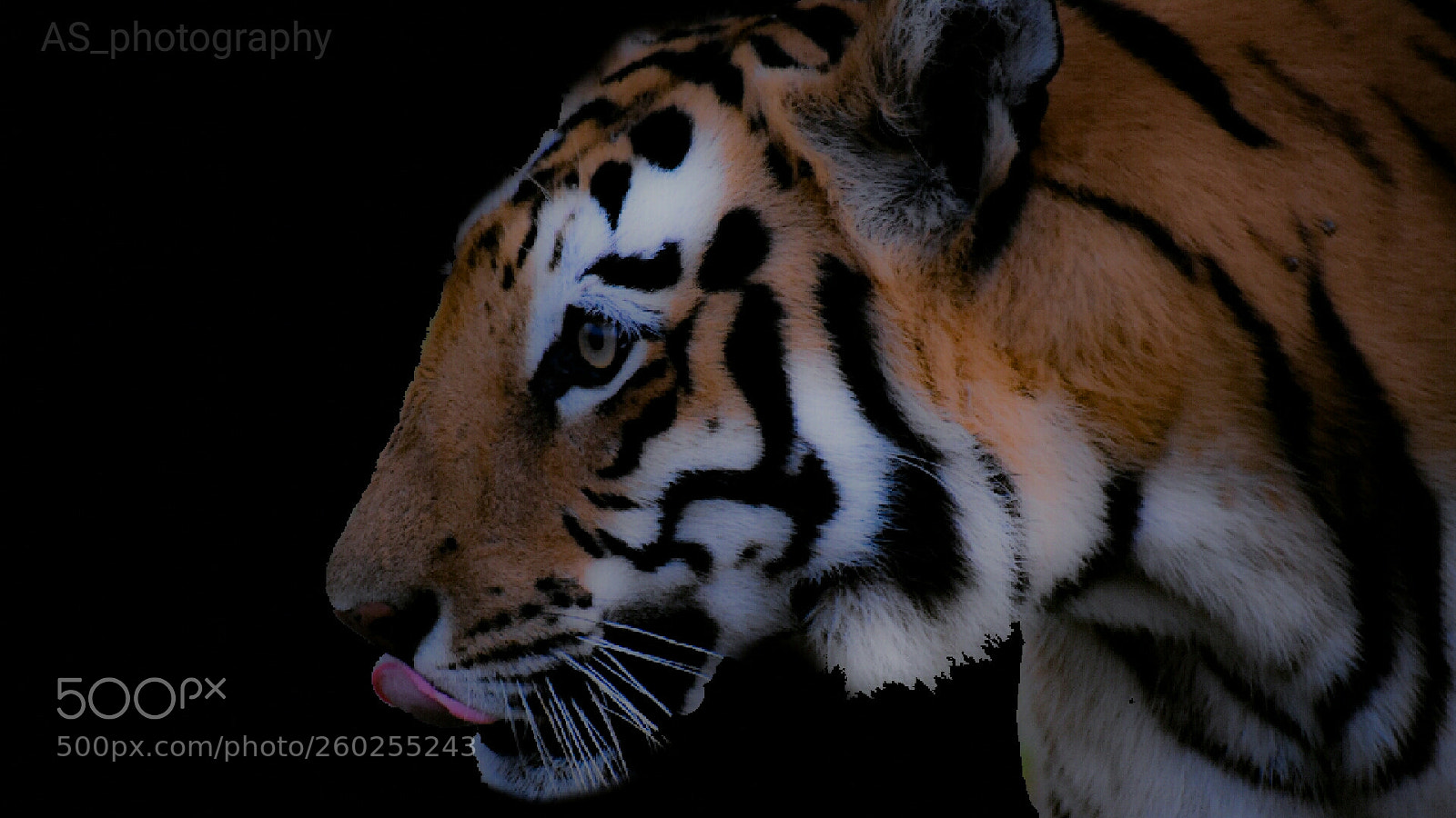 Nikon D3400 sample photo. Bengal tigress photography